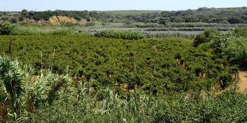 GORGHI TONDI oasi di vigneti e piante Mazzara del Vallo in Sicilia. Foto di Giulio Azzarello ©2016. GORGHI TONDI oasi di vigneti e piante Mazzara del Vallo in Sicilia. Foto di Giulio Azzarello ©2016.
