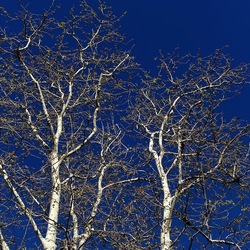 ALBERI. Fotografie di Giulio Azzarello &copy;2024.