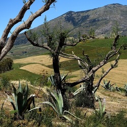 SEGESTA. Fotografie di Giulio Azzarello ©2024. SEGESTA. Fotografie di Giulio Azzarello ©2024.