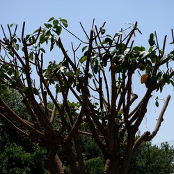 RAMI. Fotografie di Giulio Azzarello &copy;2022.