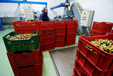 TIPICO FRANTOIO fotografie di Giulio Azzarello ©2014. TIPICO FRANTOIO fotografie di Giulio Azzarello ©2014.