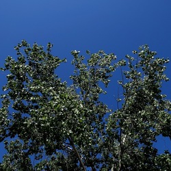 GIARDINO. Fotografie di Giulio Azzarello ©2022.