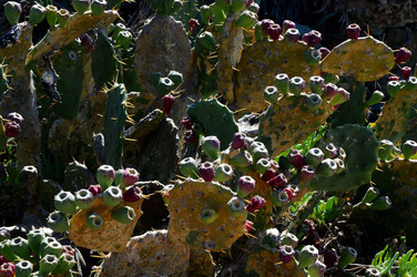 CAPO GALLO riserva marina e naturalistica a Palermo panoramiche e particolari. Fotografie di Giulio Azzarello ©2014. CAPO GALLO riserva marina e naturalistica a Palermo panoramiche e particolari. Fotografie di Giulio Azzarello ©2014.