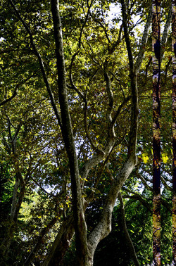 GIARDINI della BIENNALE a Venezia. Foto di Giulio Azzarello &copy;2015 2016.