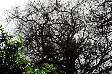 ORTO BOTANICO di Palermo in inverno. Fotografie di Giulio Azzarello &copy;2016.