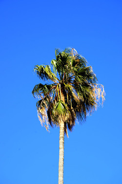 MACCHIA MEDITERRANEA in Sicilia. Fotografie di Giulio Azzarello &copy;2106.