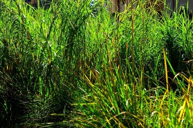 ORTO BOTANICO di Palermo nel maggio 2018. Fotografie di Giulio Azzarello &copy;2018.