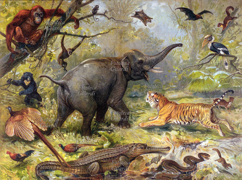 ANIMALI della fauna orientale. Al centro l\