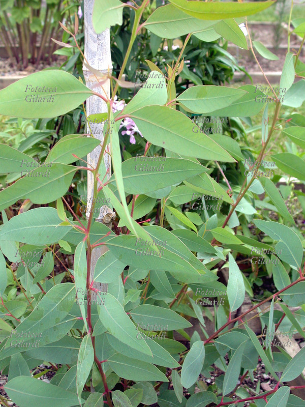 EUCALIPTO Eucalyptus Globulus L., famiglia delle Myrtaceae. Ha proprietà di antiparassitario, antidiabetico, tonico, astringente, balsamico, sedativo, anticatarrale. La raccolta delle foglie si effettua tra giugno e ottobre. Una volta pulite, le foglie si essiccano al sole per qualche giorno e poi si conservano in sacchi. Gli infusi delle foglie, si utilizzano sia per uso interno che esterno. In Italia l\