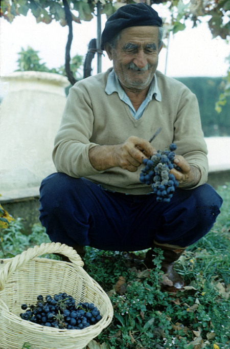GRAPE HARVEST GRAPE HARVEST