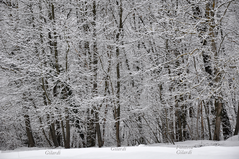 INVERNO sotto la neve - veduta di un bosco. Fotografia di Patrizia Piccini, Ponzone (AL) febbraio 2010