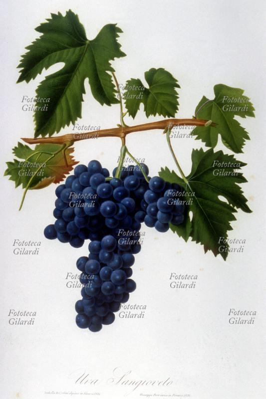ERBARI Uva Sangioveto. Illustrazione cromolitografica da: "Pomona italiana ossia trattato degli alberi fruttiferi", la prima e più importante opera iconografica della pomologia italiana, curata da Giorgio Gallesio (1772-1839). Edita in fascicoli a partire dal 1817 fino alla morte del curatore, era finanziata da un originale sistema associativo: i committenti, accuratamente selezionati, si impegnavano ad acquistare ciascun fascicolo, i cui proventi finanziavano la produzione del fascicolo successivo; solo così Gallesio potè sostenere i costi dell\