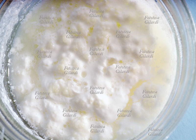 FERMENTAZIONE Coltura di fermenti lattici in vetro. I lactobatteri attaccano il lattosio, trasformandolo per ossidoriduzione in acido lattico. Il latte si \