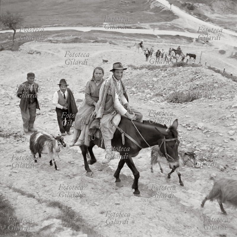 AGRICOLTURA coppia di contadini lucani al ritorno dai campi: cavalcano il loro mulo seguiti da tre capre che hanno portato con loro al pascolo. Fotografia di Ando Gilardi (1921-2012) #andogilardi, Italia 1957.