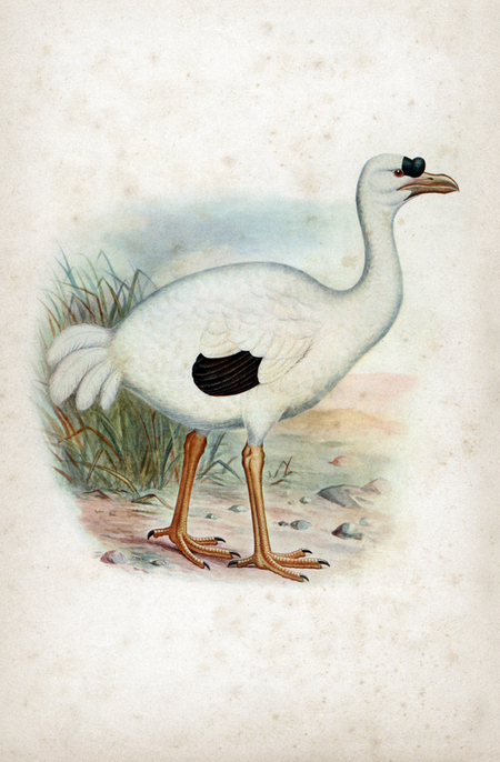 IBIS DELLE REUNION
