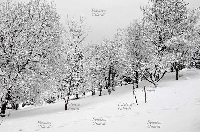 INVERNO sotto la neve - bosco e distesa di neve Fotografia di Patrizia Piccini, Ponzone (AL) febbraio 2010