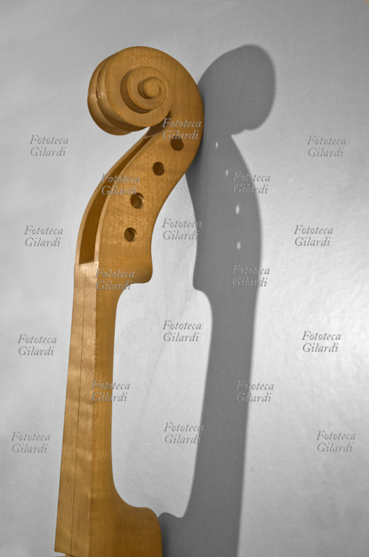 LIUTERIA ricciolo e cavigliere alla sommità del manico di violino,tradizionalmente intagliato in acero; esposizione in una vetrina didattica che illustra le varie parti che compongono lo strumento. Museo della "Foresta Demaniale di Paneveggio", la "foresta dei violini". Nella fascia fra i 1500 e i 1900 metri di altitudine del Parco naturale Paneveggio-Pale di San Martino, la vegetazione è costituita in altissima percentuale di abete rosso; qui si trovano gli "abeti di risonanza", alberi il cui legno ha caratteristiche ideali per la costruzione di strumenti ad arco. Fotografia di Elena Piccini, Italia, agosto 2013