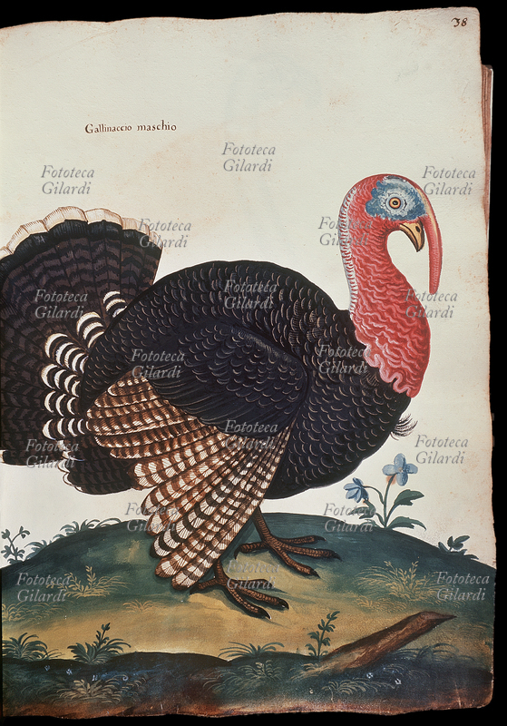 GALLINACCIO MASCHIO (38). Da \