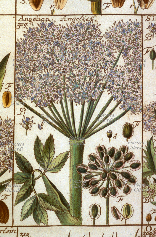 ERBARI Angelica (Angelica) fiore e semi interi e sezionati. Classis V, Pentandria, Digyniae, Gymnodispermae Umbrelliferae, tav.19. Da: "Tabulae phytographicae" di Johannes Gessner (1709-1790) medico, botanico, matematico e naturalista svizzero; seguace e corrispondente di Linneo (1707-1778), fu tra i primi ad adottare i suoi metodi di classificazione. Le sue tavole fitografiche, minuziosamente compilate seguendone i criteri, furono pubblicate postume a cura di Christoph Salomon Schinz (1764-1847), Turici (Zurigo), Impensis Johannis Henrici Fuessli, filii, 1795
