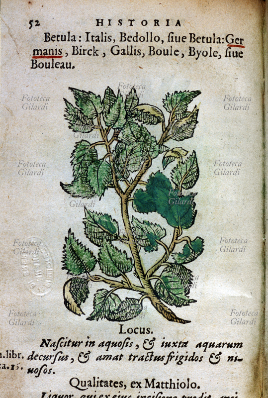 ERBARI Betulla (Betula-Bedollo sive Betula). In alto, il nome della pianta nelle lingue più comuni. Pagina da: "Historia plantarum. Earum imagines, nomenclaturae, qualitates et natale solum. Quibus accessere simplicium medicamentoru facultates, secundum locos et genera ex Diosc." di Anton Pinatei e Petri Andreae Matthioli da Dioscoride. Gabrielem Coterium, Lione, 1561.