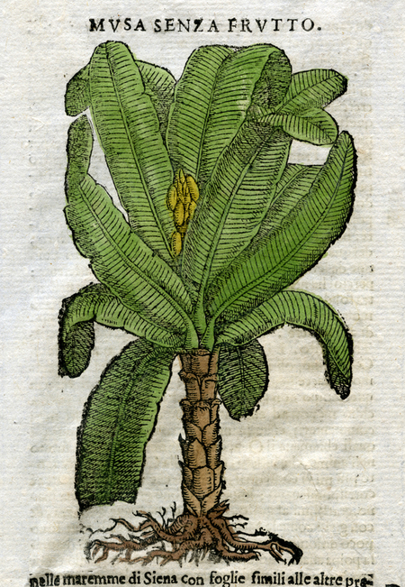 MUSA SENZA FRUTTO MUSA SENZA FRUTTO