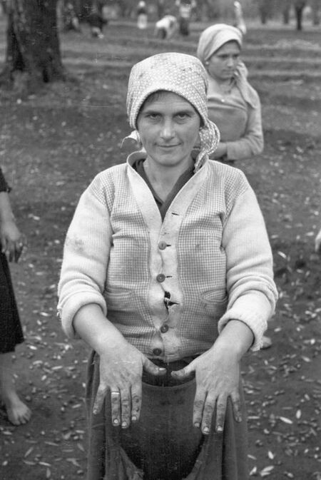 YOUNG OLIVE PICKER YOUNG OLIVE PICKER