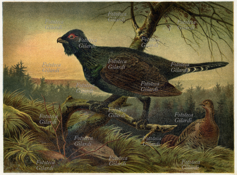 GALLO CEDRONE (Tetrao urogallus) uccello della famiglia dei Fasianidi, il più grande dei Tetraoni; diffuso in tutte le selve più ampie dell\