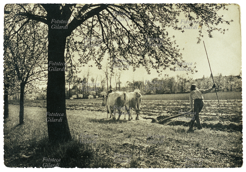 AGRICOLTURA aratura a trazione animale, con due buoi, di un piccolo campo nella pianura piemontese. Fotografia, Fotocelere, Torino 1943