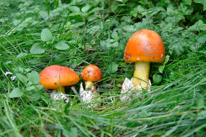 OVOLO BUONO Amanita caesarea, comunemente conosciuta come ovolo buono, tre esemplari in stadi diversi della crescita. Fra i più apprezzati e ricercati funghi commestibili, definito dagli antichi Romani "Cibo degli Dei", è eccellente sia cotto che crudo in insalata, ed è spesso indicato come il miglior fungo commestibile. La legge italiana ne vieta la raccolta allo stato di ovolo chiuso, sia per la pericolosità mortale di una probabile confusione con alcune specie di varia velenosità, sia per la conservazione della specie, che non si riproduce se non si consente al cappello in piena maturità di rilasciare le spore. Fotografia di Patrizia Piccini, Ponzone AL, 2012