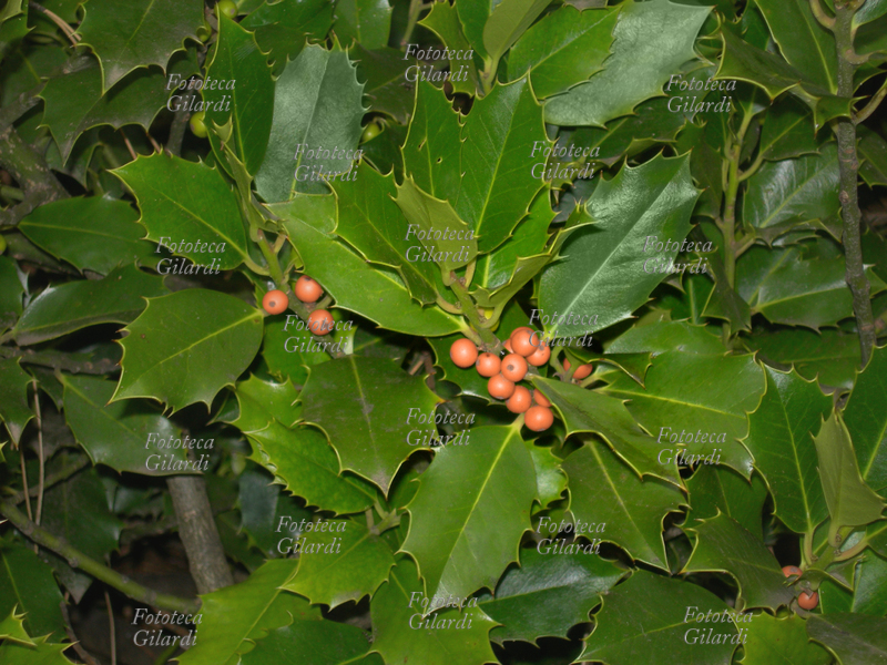 AGRIFOGLIO (Ilex aquifolium L.), detto anche Aquifoglio, Alloro spinoso, Pungitopo maggiore, è una pianta appartenente alla famiglia delle Aquifoliaceae. Fotografia di Elena Piccini, Italia 2008