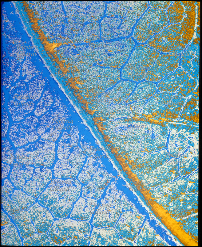 COLORI ARBITRARI elaborazione cromatica della macrofotografia della venatura di una foglia. Toni di blu, azzurro e arancione. Il sofisticato procedimento di colorazione creativa arbitraria è stato ideato da Ando Gilardi (1921 - 2012) #andogilardi negli anni Settanta, una tecnica foto-grafica di grande potenza espressiva e declinabilità, dai risultati definibili come precursori delle successive elaborazioni in digitale. Color G, Milano, 1979. DISPONIBILE EXTRALARGE