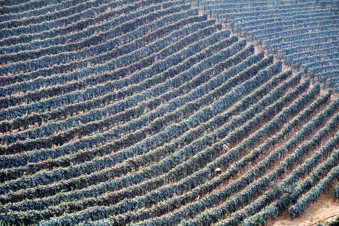 VINO VIGNETO DI BARBERA