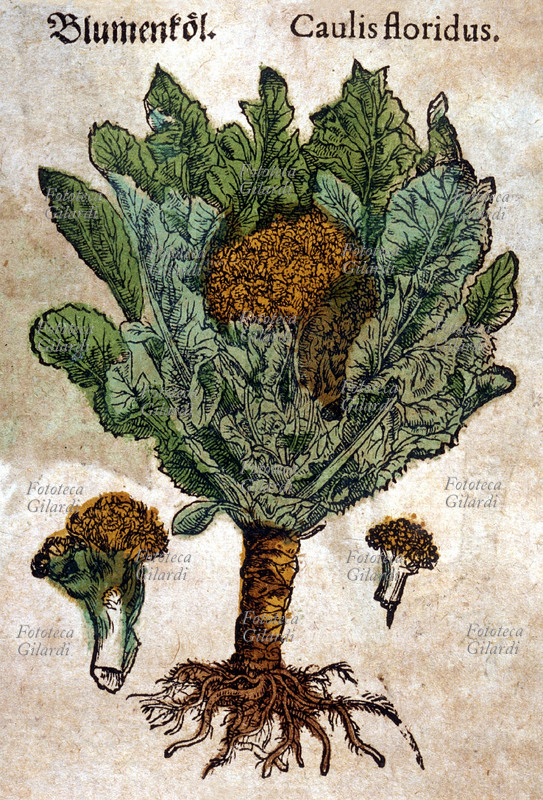 ERBARI Cavolfiore (Caulis floridus). Pianta intera comprese le radici. Sezionate parti del fiore. Da \
