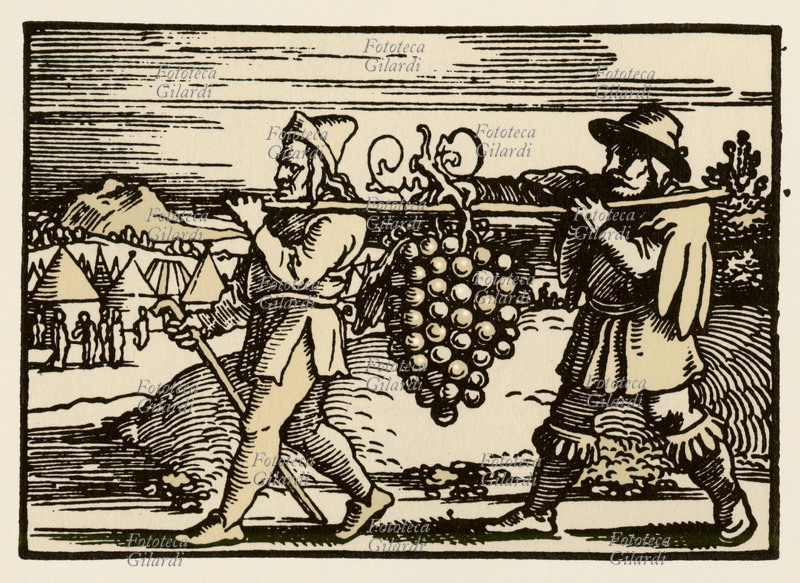 VINO Incisione di Hans Sebald Beham. Esploratori ebrei inviati da Mosè nella Terra Promessa tornano da Canaan con enormi grappoli di uva sulle spalle. Incisione del XVI secolo.