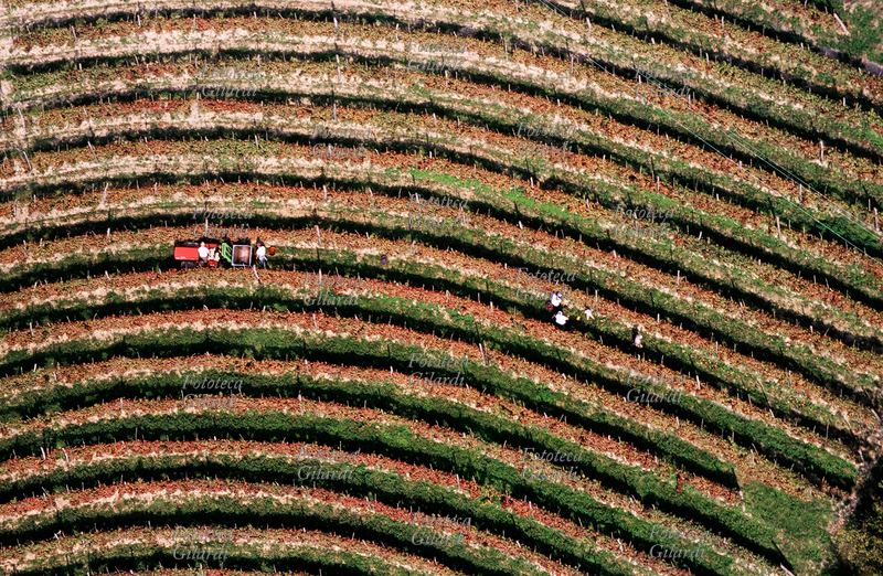 WINE LINES & PROSPERITY (Vigne e prosperità) Siamo alla metà del percorso di fabbricazione della bottiglia di vino di qualità, che termina sul tavolo del consumatore; in questo caso il vino era il Dolcetto d\