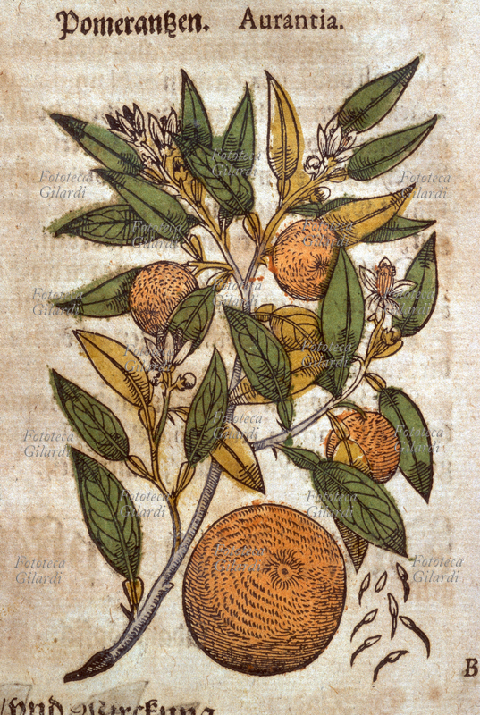 ERBARI Arancia (Aurantia). Ramo con fiori e frutti. Da \