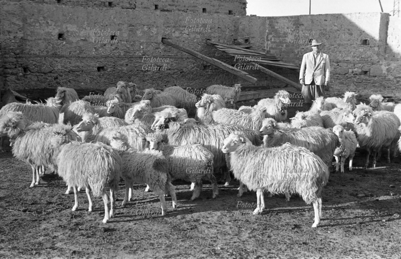 PASTORE bivacco al riparo, durante il viaggio della transumanza annuale del suo gregge di pecore. Fotografia di Ando Gilardi (1921 - 2012) #andogilardi, Crotone, 1956