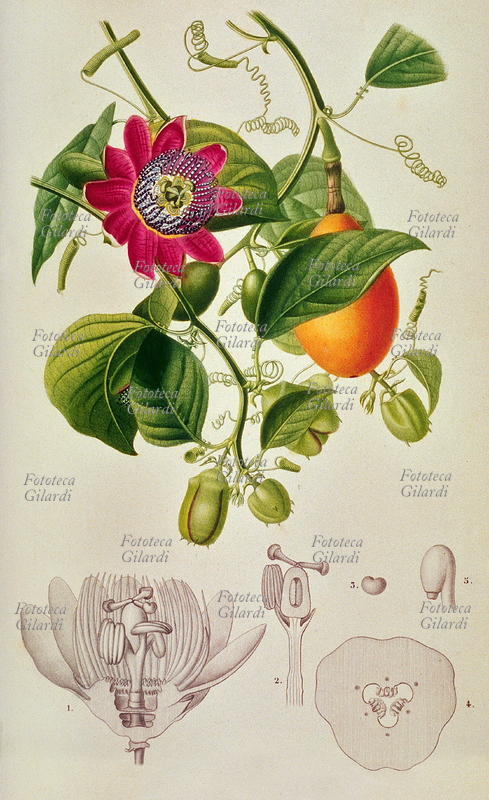 BOTANY: Passiflora alata, flower and fruit. Plate 22 from Volume III, Dicotyledons, of the "Dictionnaire Universel d\