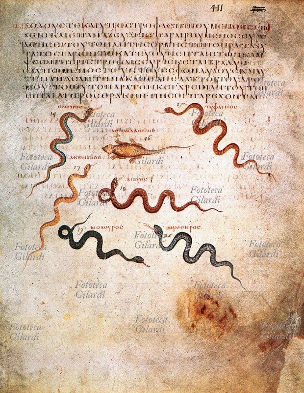 MEDICINA Tavola con raffigurati vari serpenti da cui si ricava il veleno per ottenere medicazioni e antidoti, illustrante l\
