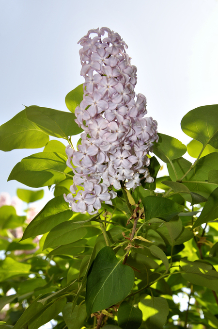 FLOWER lilac FLOWER lilac