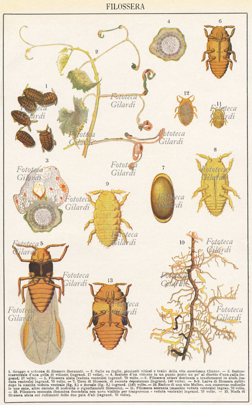 AGRICOLTURA tavola da enciclopedia illustrante la \