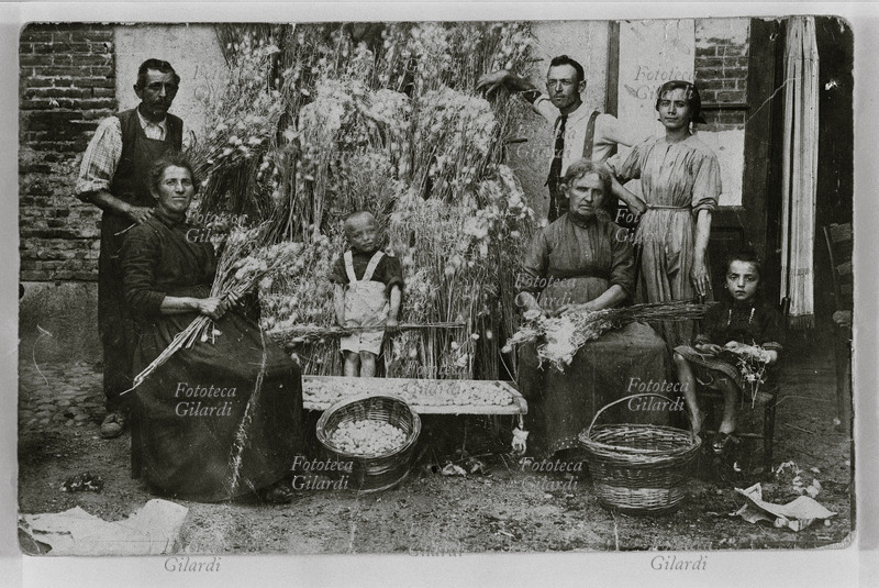 MESTIERI Allevamento casalingo di bachi da seta: la raccolta. Campagna nei dintorni di Milano, 1900-1920.