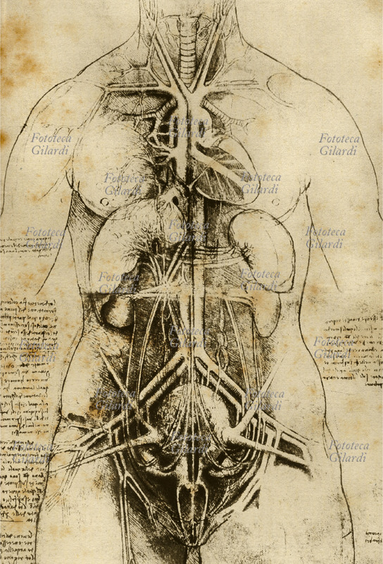 Anantomico log Leonardo da Vinci, design of feminine human body with internal organs in sight for transparency from the ventral side. Press facsimile of the designs executed for the Notebooks of anatomy, 16th century.