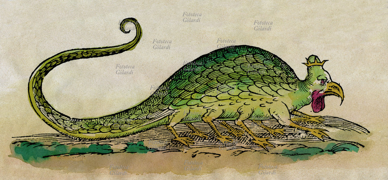 BASILISCO Basiliscus sive regulus Grevini. Illustration of Ulisse Aldrovandi, borrowed from Lycostene, representing him as a reptile from the many-legged bird, and crowned with the head of a rooster. The basilisk is a fantastic animal known since antiquity. Lives in Cyrenaica, lives in underground places: with the breath burns the grass and kills animals, also kills his eyes. The Grevin is the first of the moderns to define imaginary animal. \
