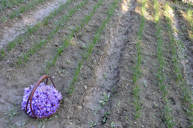ZAFFERANO Cesto di fiori appena colti di Crocus sativus, pianta della famiglia delle Iridaceae, in una coltivazione biologica su appezzamento di terreno in Basso Piemonte (Monferrato). La graziosa pianta da bulbo è coltivata in Asia minore e in molti paesi del bacino del Mediterraneo tra i quali l\