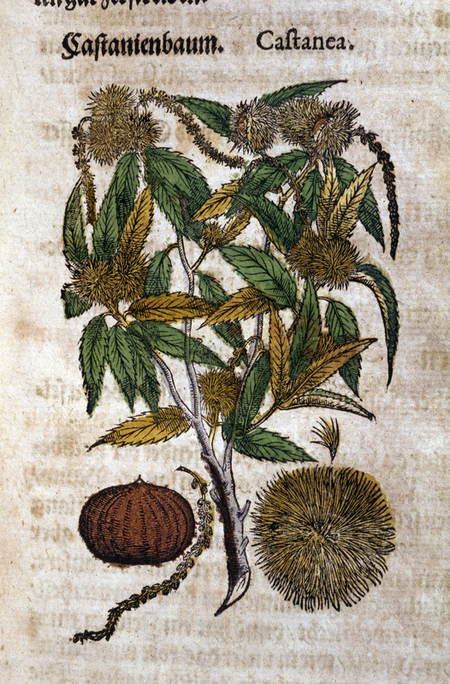 CASTANEA CASTANEA
