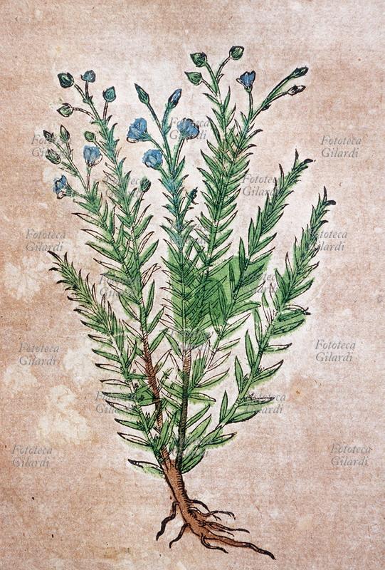 ERBARI Lino selvatico (Lini sylvestre flore ceruleo) insieme della pianta fiorita, sradicata.Da \