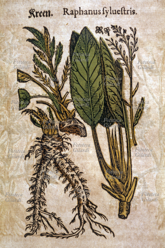 ERBARI Rafano selvatico (Raphanus sylvestris). Dettagli della pianta: la spessa radice a fittone con germogli vegetativi, un frammento di radice interrato per la riproduzione, foglie sviluppate e racemo con dettaglio dei fiori. Da \