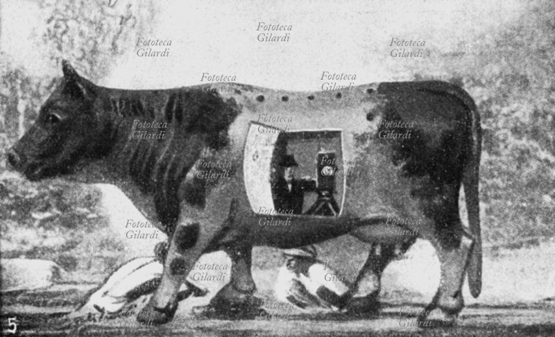 NATURA ingegnoso nascondiglio, costruito all\