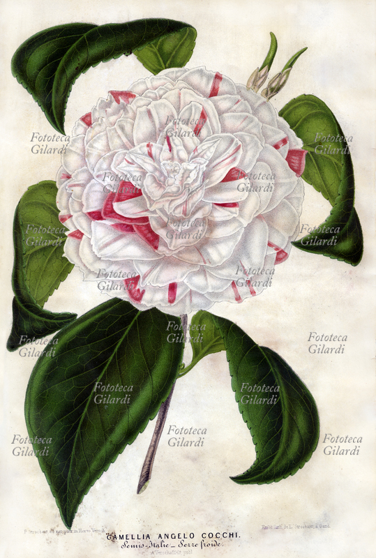 BOTANICA Camellia Angelo Cocchi, Italia. (Serre froide) Illustrazione di P. Stroobant figlio, dipinta dal vero nell\